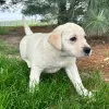 Photo №2 to announcement № 45712 for the sale of labrador retriever - buy in Brazil private announcement