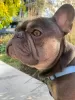 Photo №2. Mating service french bulldog. Price - negotiated