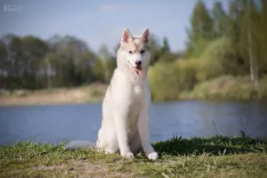 Additional photos: For sale a very beautiful bred girl of the SIBERIAN HUSKEY