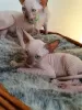 Photo №1. sphynx cat - for sale in the city of Рейкеворсел | Is free | Announcement № 128885