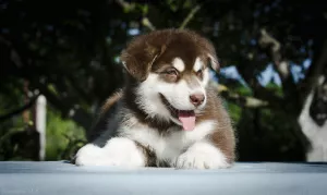 Additional photos: Colored puppies of Alaskan Malamute