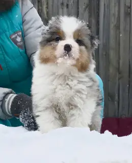 Additional photos: Australian Shepherd. Aussie