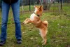 Photo №3. Shiba Inu puppies. Russian Federation