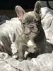 Photo №1. french bulldog - for sale in the city of Fiesch | 235$ | Announcement № 129302