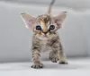 Photo №1. devon rex - for sale in the city of Vreden | 1585$ | Announcement № 44547