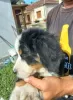 Photo №1. bernese mountain dog - for sale in the city of Batočina | negotiated | Announcement № 74400