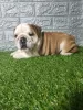 Additional photos: English bulldog