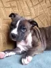 Photo №4. I will sell american staffordshire terrier in the city of Lviv. private announcement, from nursery, breeder - price - 900$