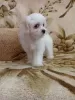 Photo №2 to announcement № 41478 for the sale of maltese dog - buy in Belarus private announcement