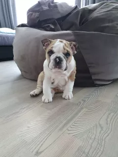 Additional photos: English Bulldog 2.5 months