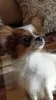 Photo №4. I will sell papillon dog in the city of Szczecin. private announcement, breeder - price - 988$