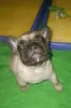 Photo №3. French bulldog puppies FCI-UKU. Ukraine