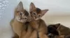 Additional photos: Abyssinian kittens