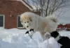 Photo №3. Pyrenean mountain dog puppies. Lithuania