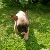 Additional photos: french bulldog puppies for sale