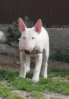 Additional photos: Standard Bull Terrier Puppy