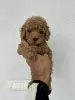 Photo №2 to announcement № 119774 for the sale of poodle (toy) - buy in Serbia breeder