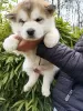 Photo №1. alaskan malamute - for sale in the city of Slovenj Gradec | 1374$ | Announcement № 88443