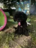 Photo №2 to announcement № 106620 for the sale of poodle (toy) - buy in Italy private announcement