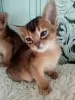 Photo №4. I will sell abyssinian cat in the city of Жлобин. private announcement, from nursery - price - 508$