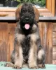 Photo №3. Pepper and salt giant schnauzer, puppies. Poland