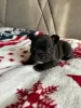 Additional photos: French bulldog puppies