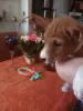 Photo №2 to announcement № 40059 for the sale of basenji - buy in Ukraine breeder