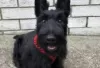 Photo №2 to announcement № 126247 for the sale of scottish terrier - buy in Germany private announcement