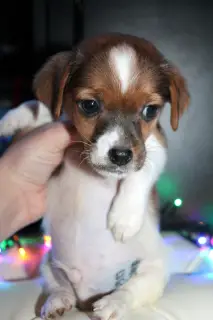 Additional photos: Jack Russell Terrier