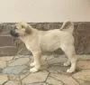 Additional photos: Turkish Kangal puppies