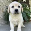 Photo №3. FEMALE LABRADOR RETRIEVER FOR SALE. Brazil