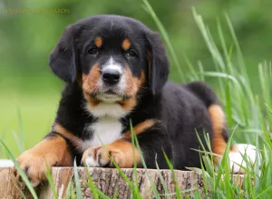 Photo №4. I will sell greater swiss mountain dog in the city of Zaporizhia. from nursery - price - 1135$