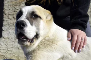 Additional photos: Sale of puppies of the Central Asian Shepherd Dog (Alabai).