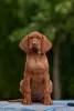 Photo №1. vizsla - for sale in the city of Brest | 830$ | Announcement № 78252