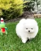 Photo №2 to announcement № 128809 for the sale of pomeranian - buy in Germany private announcement