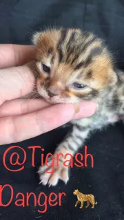 Additional photos: Bengal babies