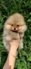 Photo №4. I will sell pomeranian in the city of Banja Luka. private announcement - price - negotiated