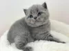 Photo №1. british shorthair - for sale in the city of Buffalo | 260$ | Announcement № 88665