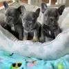 Photo №1. french bulldog - for sale in the city of Гамбург | 518$ | Announcement № 83114