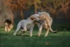 Photo №3. Saluki puppies. Belarus