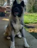 Additional photos: american akita