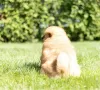 Photo №3. Chow Chow puppies are set for new homes now. United States