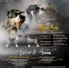 Photo №1. standard schnauzer - for sale in the city of Stara Pazova | negotiated | Announcement № 129107