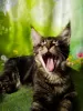 Photo №3. Gorgeous Maine Coon boy. Russian Federation