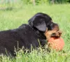 Photo №1. rottweiler - for sale in the city of Bobruisk | 1057$ | Announcement № 51859