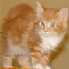 Photo №2 to announcement № 129507 for the sale of maine coon - buy in Netherlands private announcement