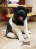 Additional photos: American Akita Puppies