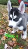 Photo №1. siberian husky - for sale in the city of Würzburg | 1057$ | Announcement № 79531