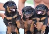 Photo №2 to announcement № 113447 for the sale of rottweiler - buy in Serbia breeder