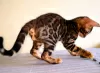 Additional photos: Bengal kittens